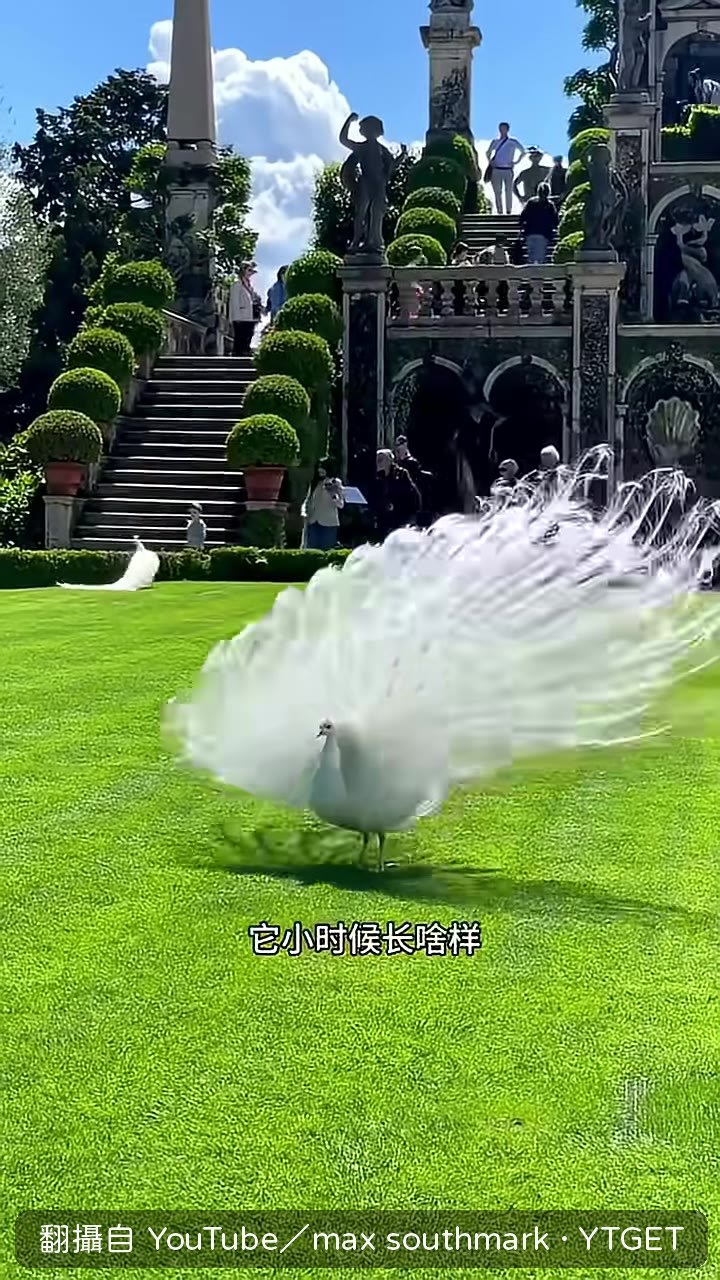 孔雀開屏象徵吉祥