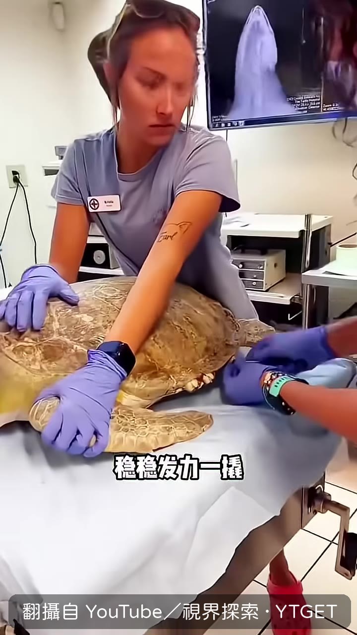 整塊藤壺從海龜臉上脫落