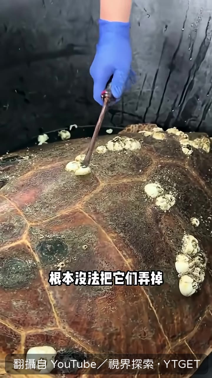 紅海龜滿臉藤壺等待救援