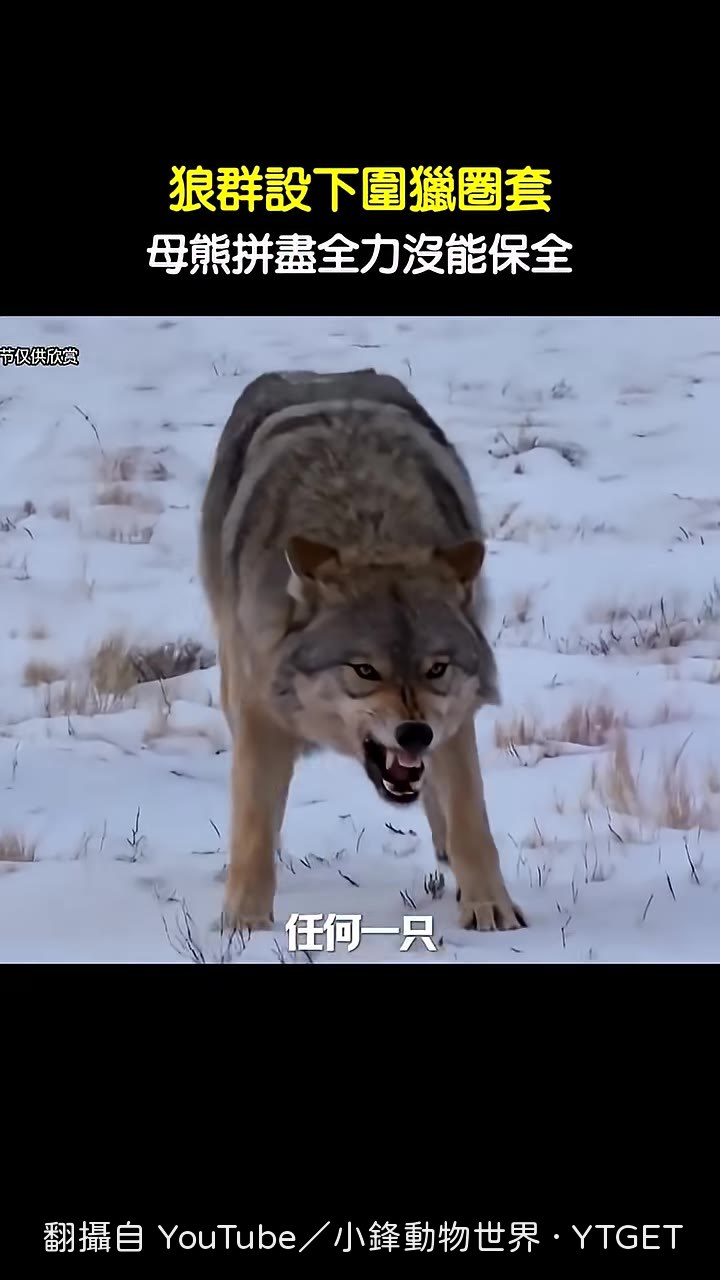 母熊獨自面對狼群圍攻