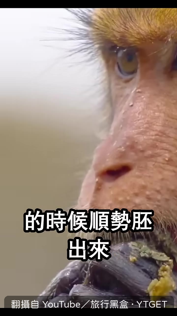 獼猴把種子呸掉或排洩出來