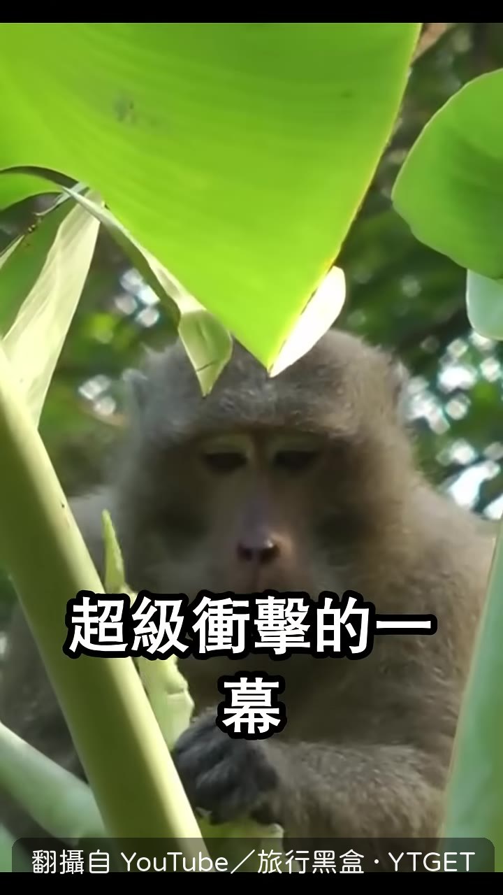 獼猴坐在樹上啃姑婆芋果實