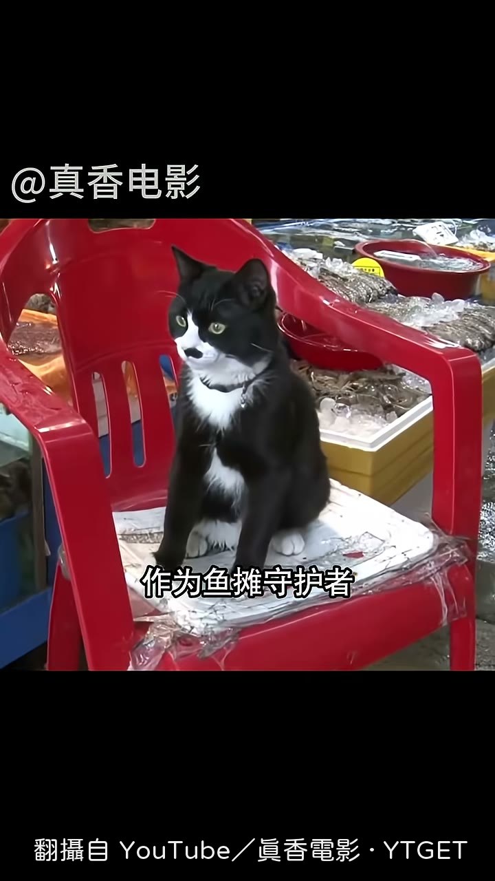 奶牛貓守著魚攤卻不偷吃
