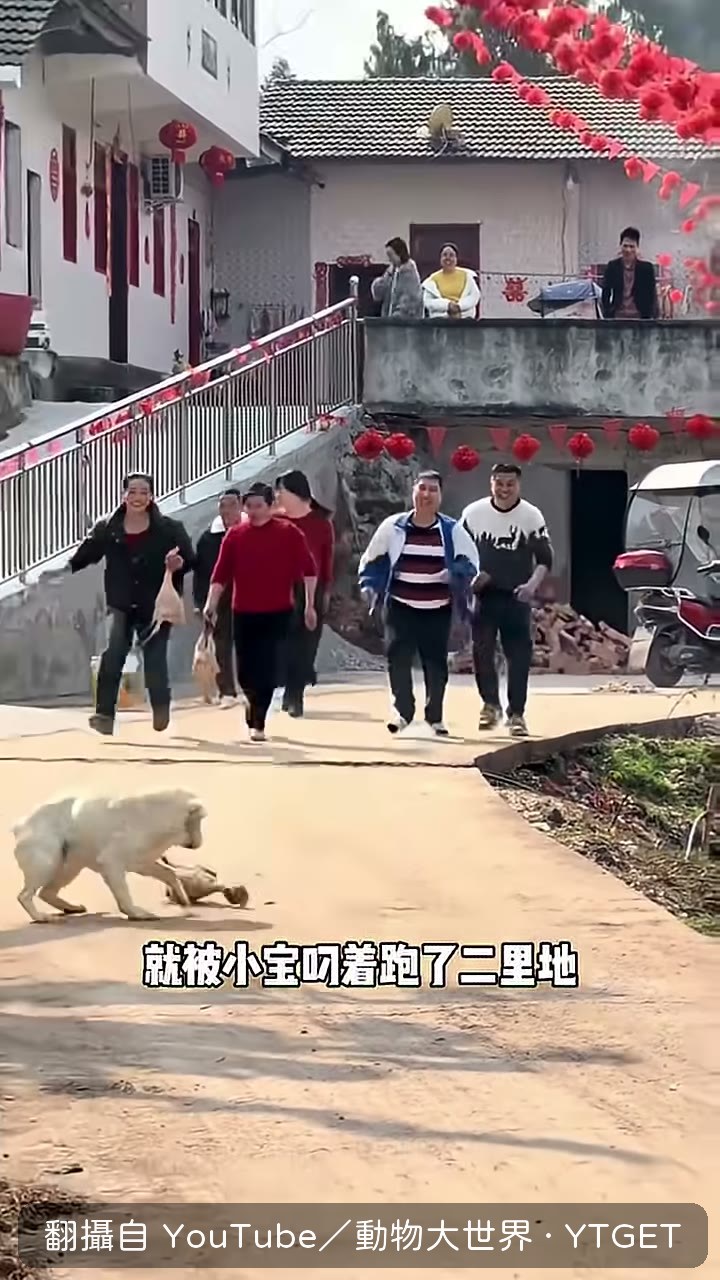 張大爺放牛，小寶當面把牛牽走