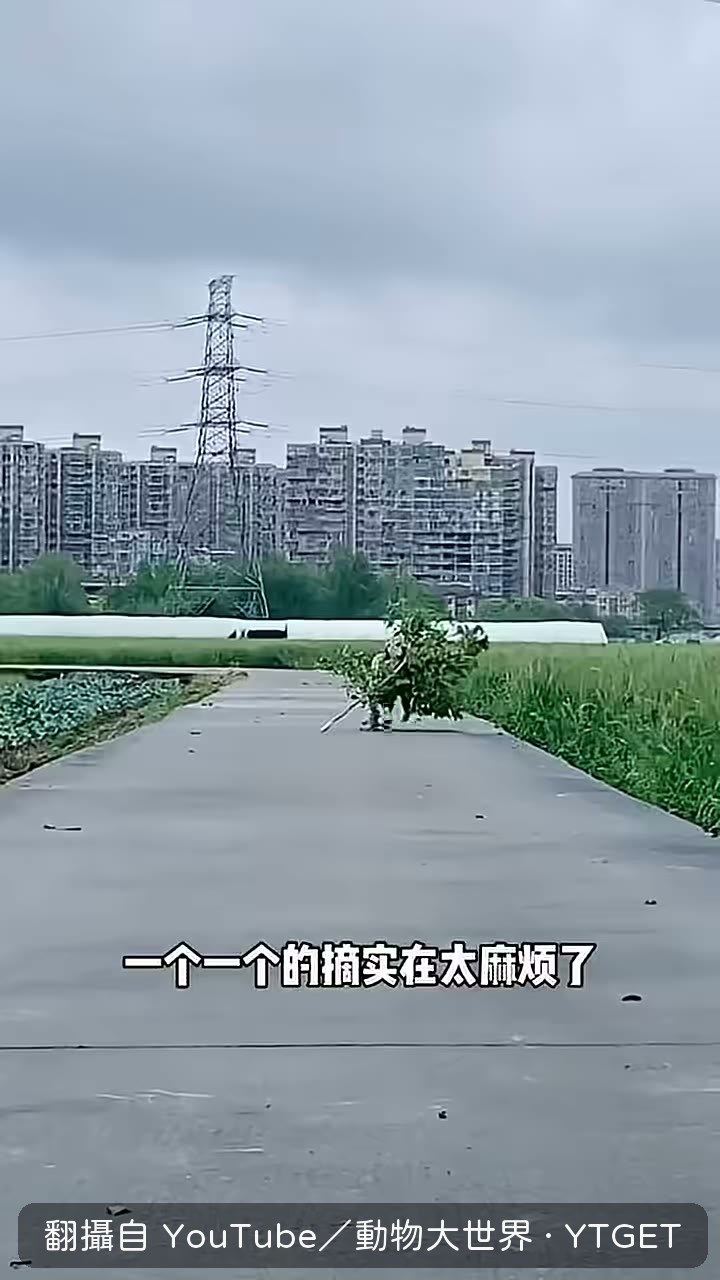 嫌麻煩，直接把橘子樹連根拔起