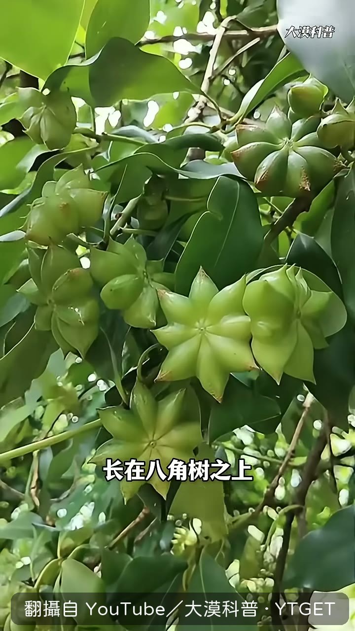八角鮮果其實是青綠色