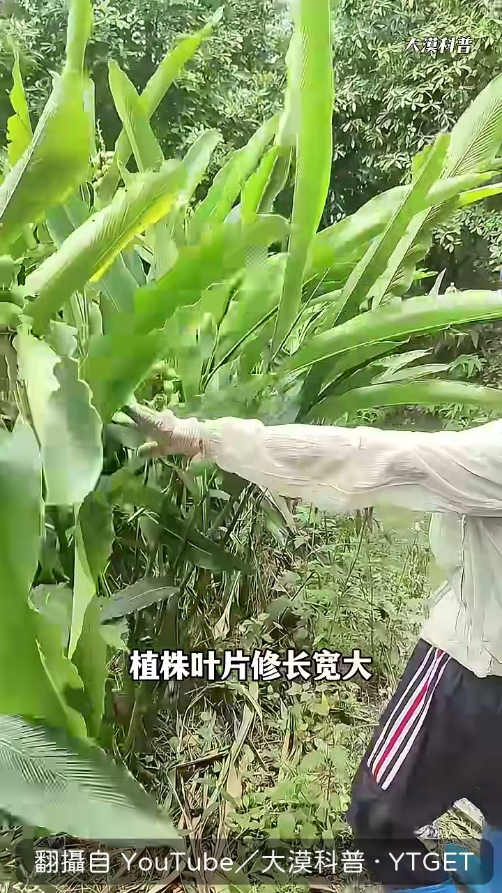 草寇能讓滷肉脫骨