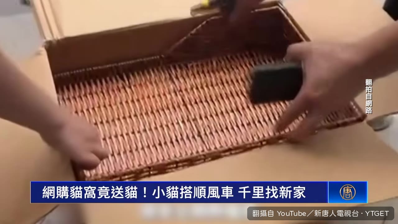 包裹裡藏著一隻小貓