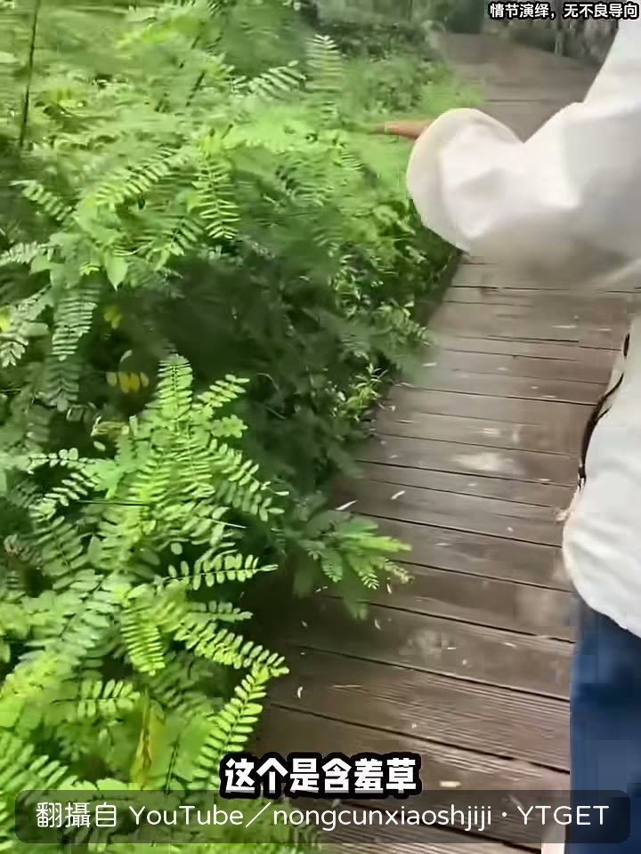 字幕直接吐槽他害羞
