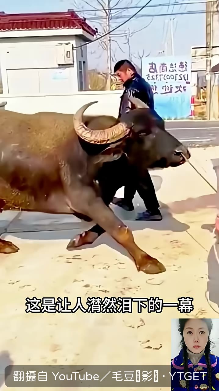 水牛含淚向主人下跪