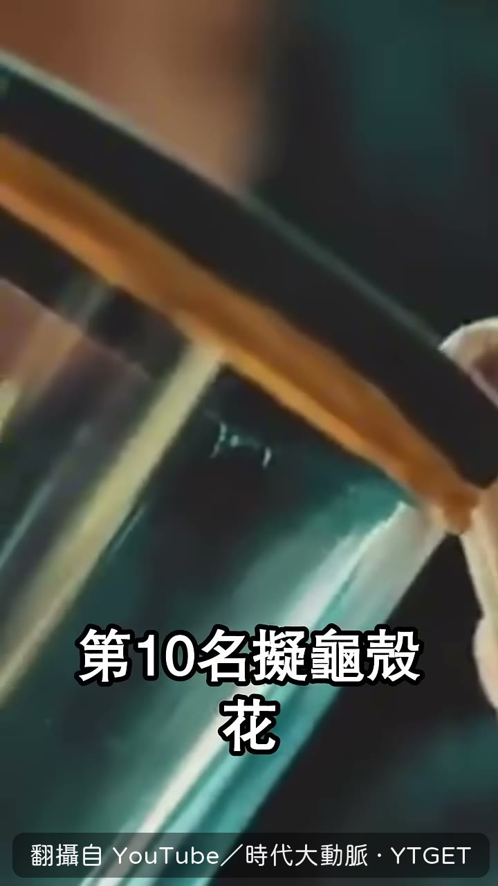 擬龜殼花長得像毒蛇卻沒毒