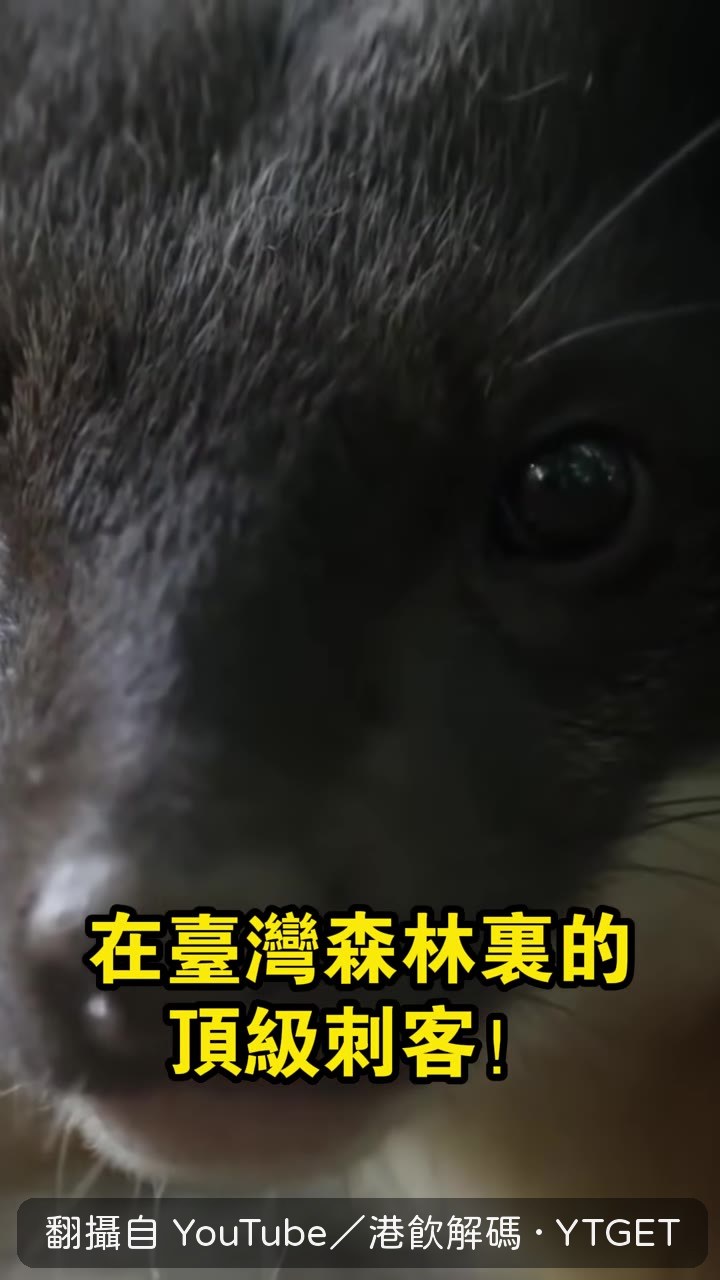 本名黃喉貂，台灣特有亞種
