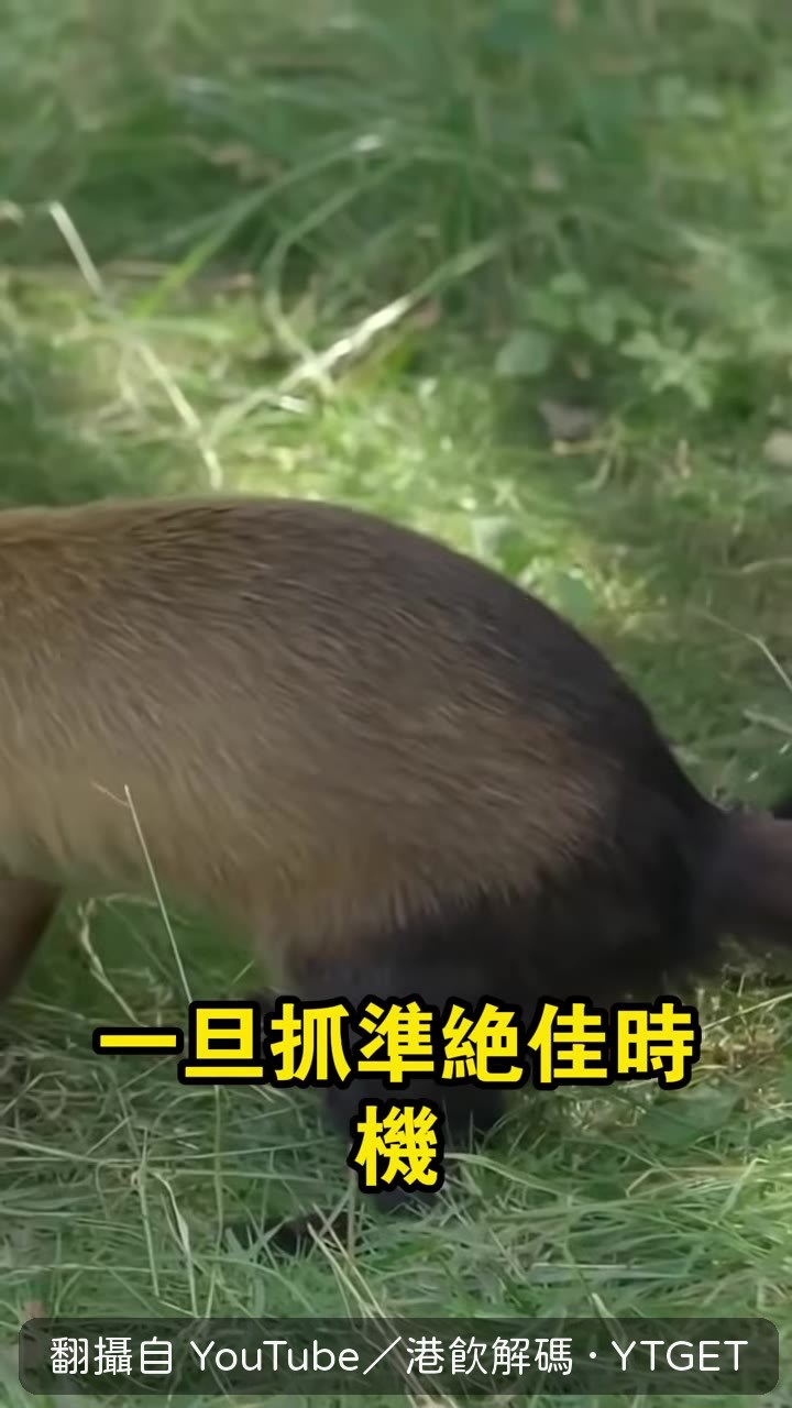 像金色閃電飛撲獵物