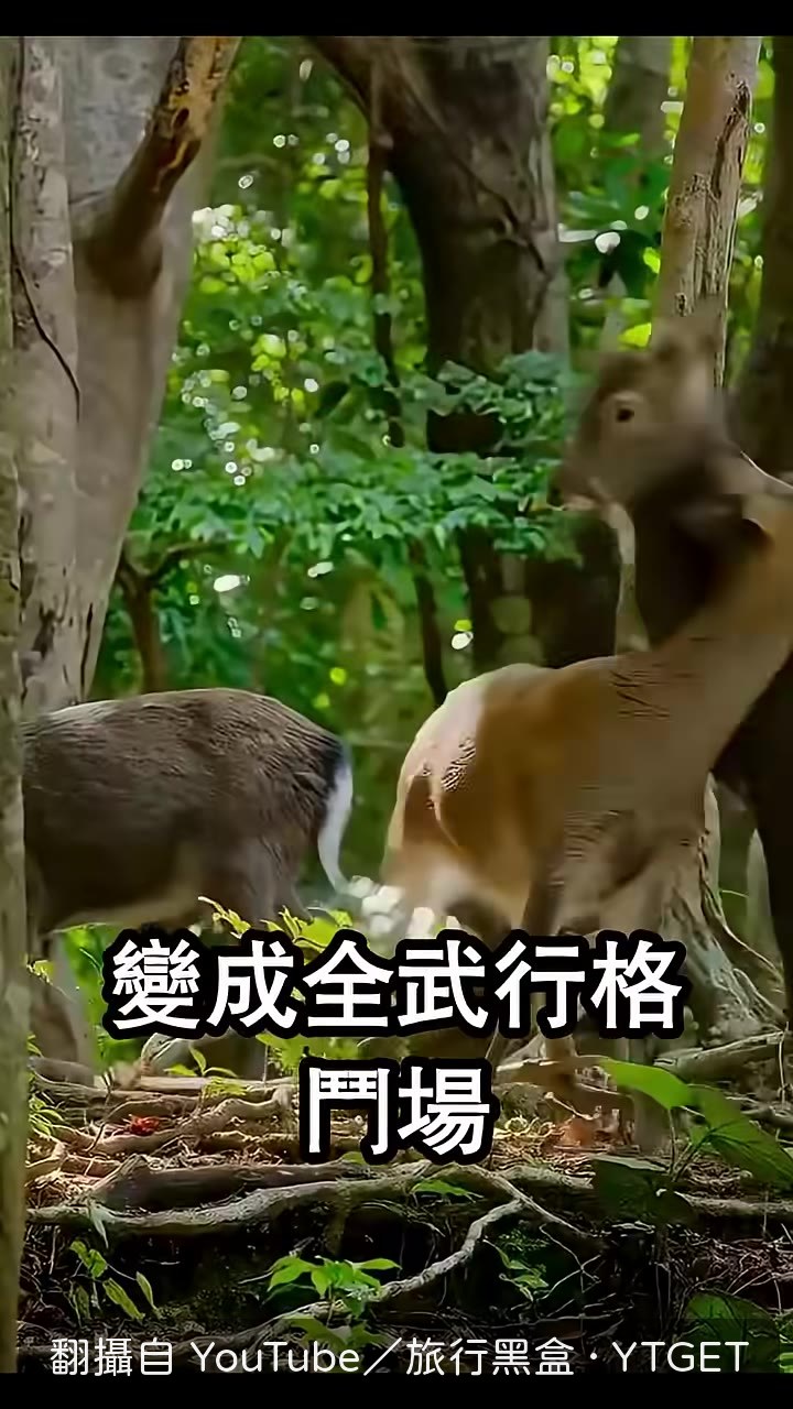 兩頭水鹿用巨角互撞