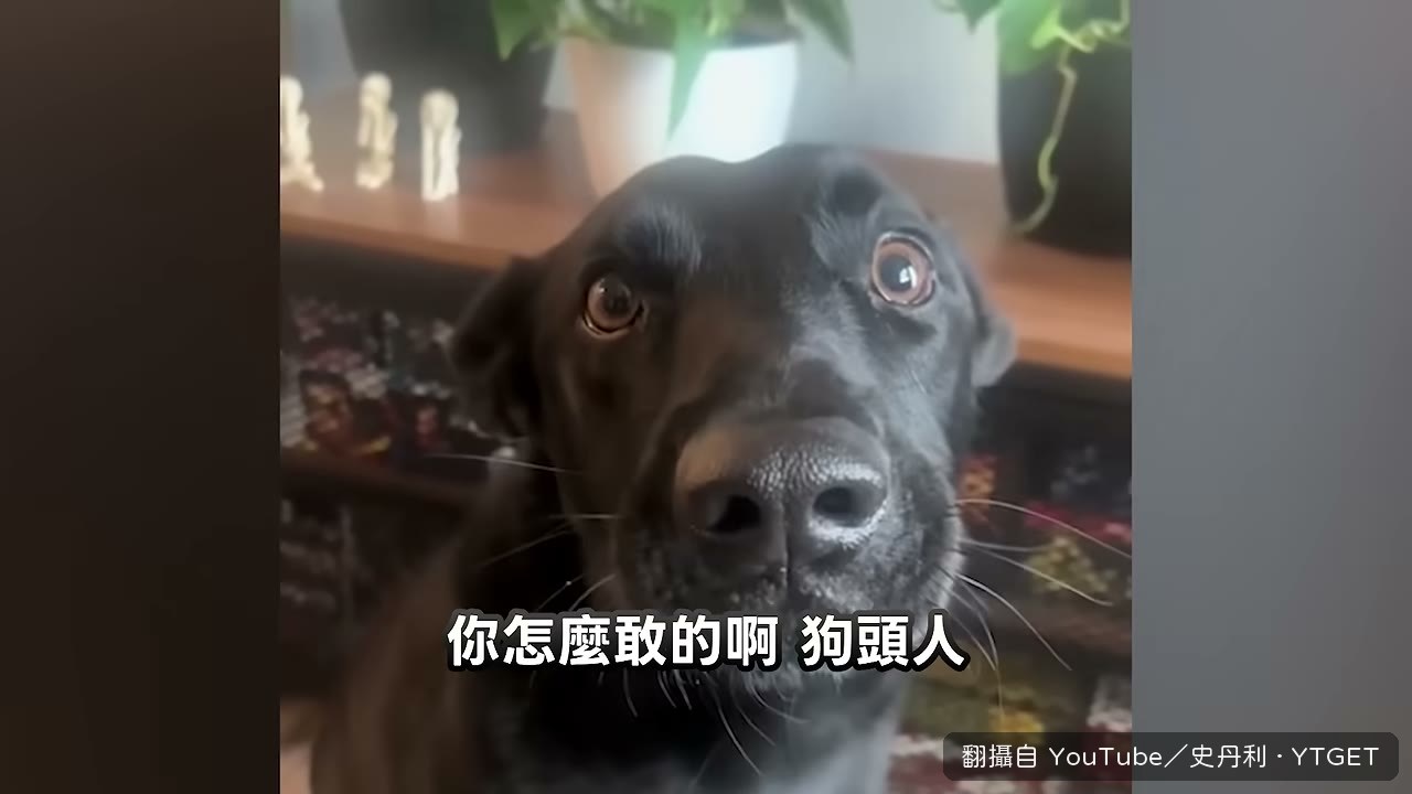 槍刀直接射向狗頭人
