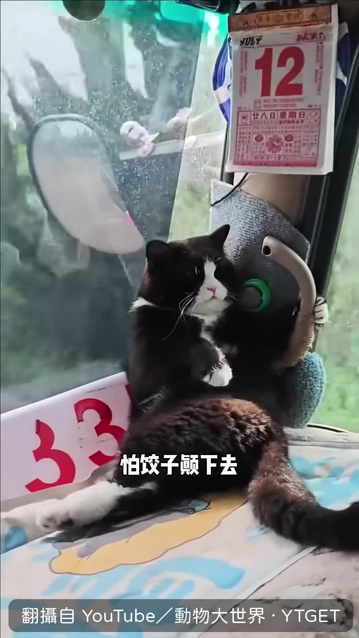 繫安全帶戴安全帽的貓
