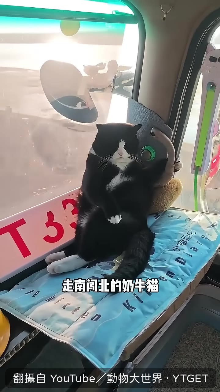 餃子跳上貨車副駕