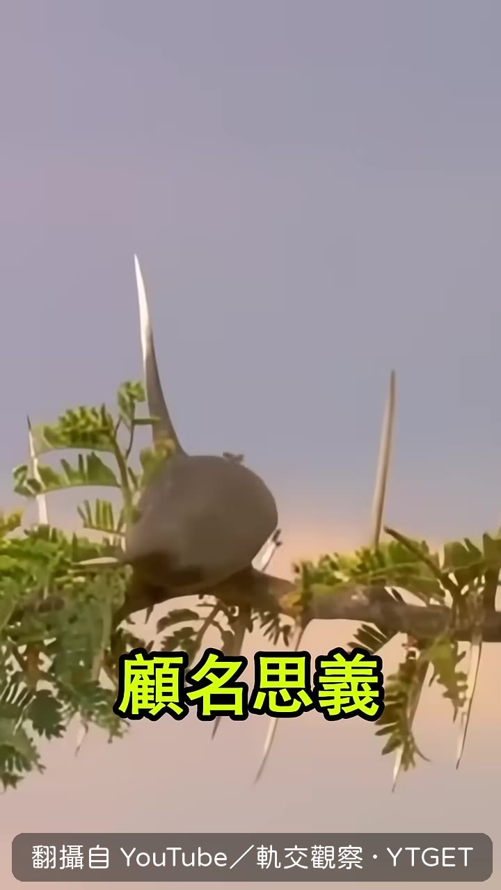 滿樹恐怖的倒刺特寫