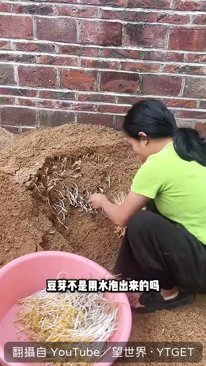 大媽從沙土裡掏出一大把豆芽