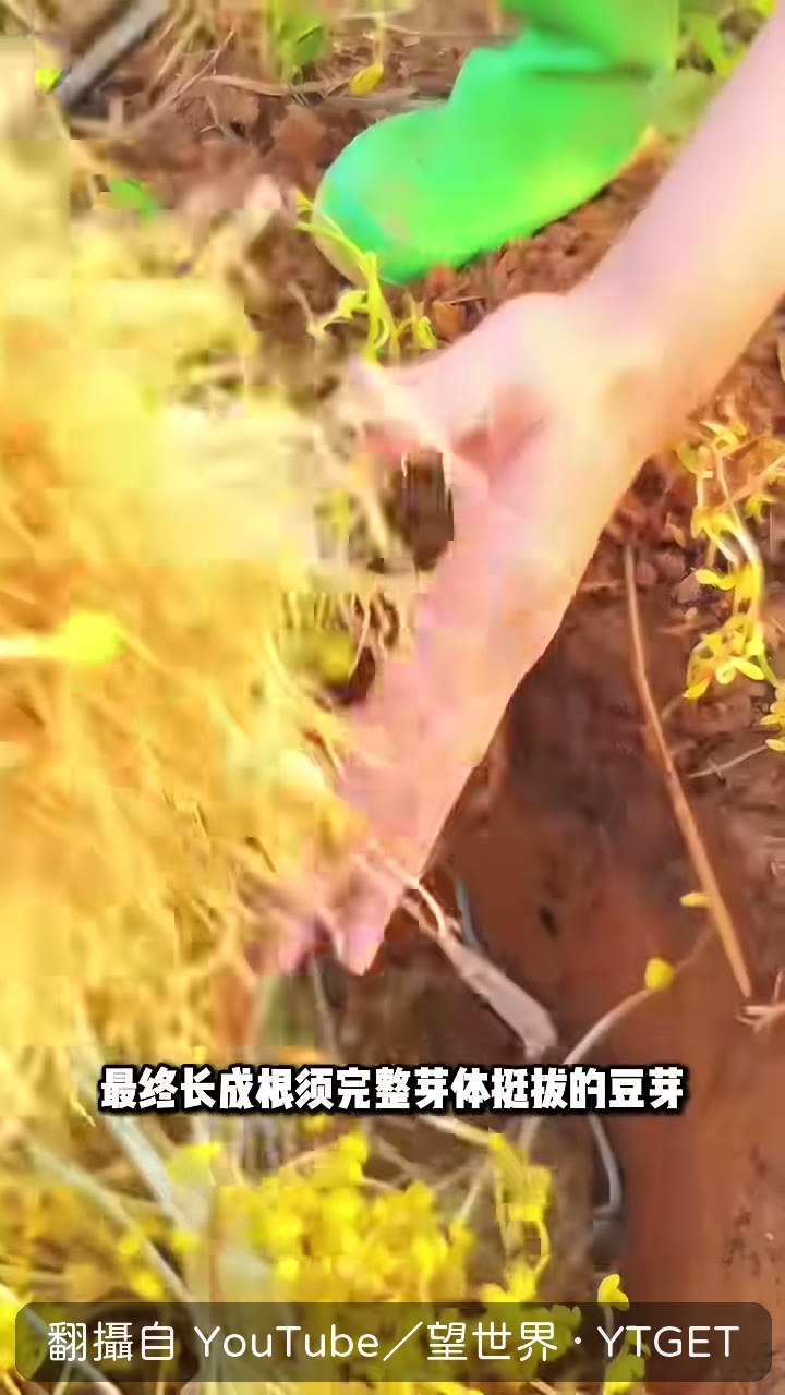 水培與沙培豆芽的口感價格對比