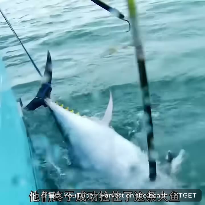 剛釣上來的魚得拖在船尾放血