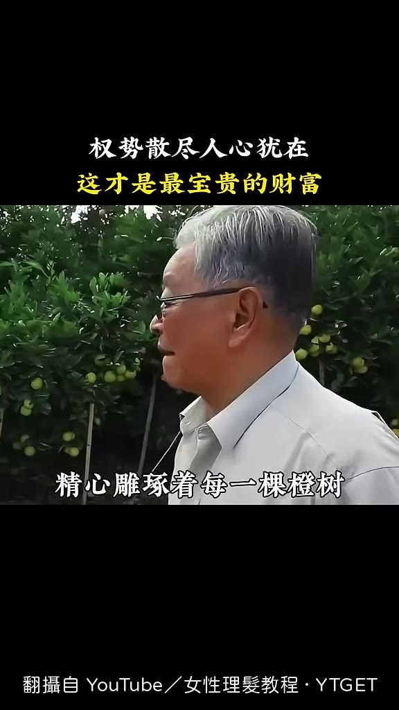 褚時健在果園裡修剪橙樹枝葉