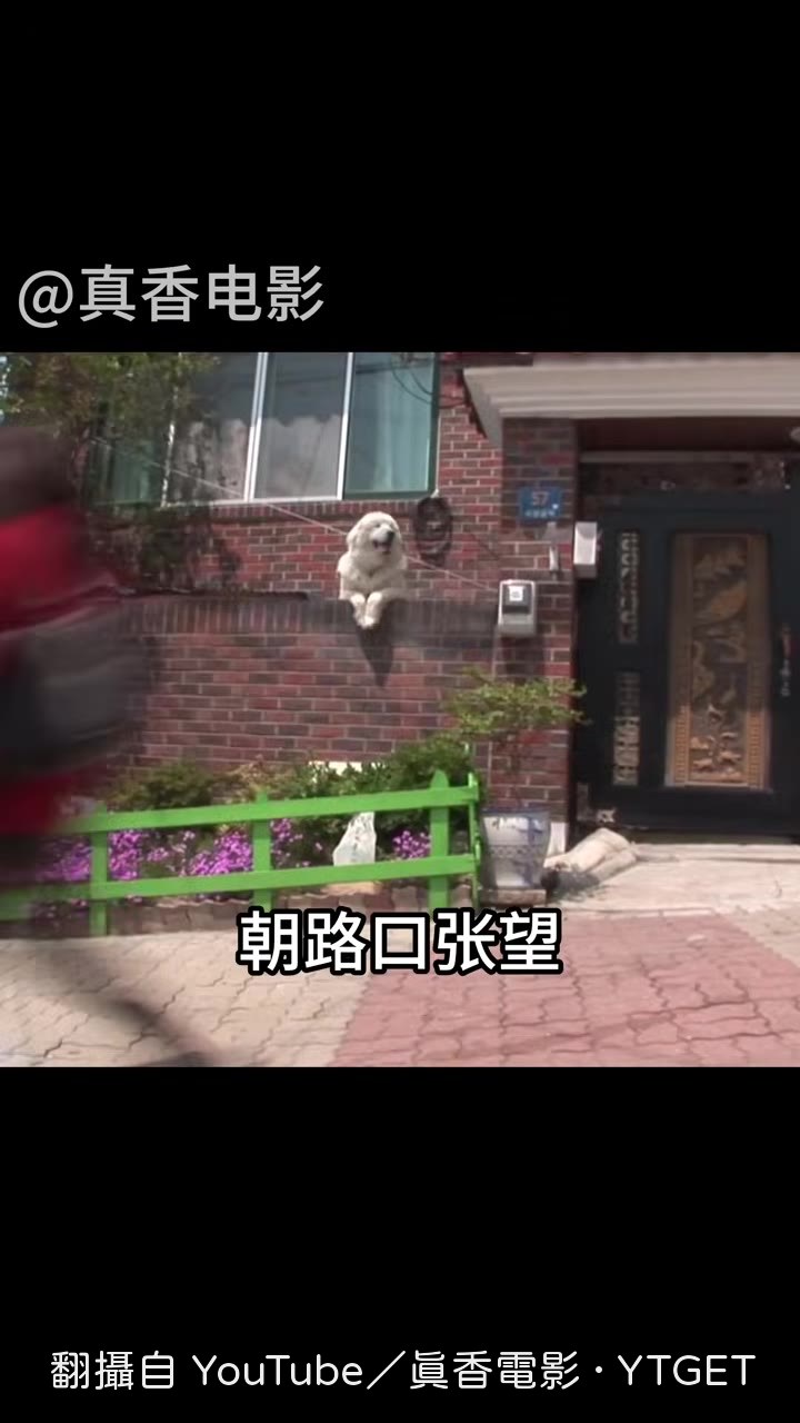 大白熊犬趴在牆頭張望
