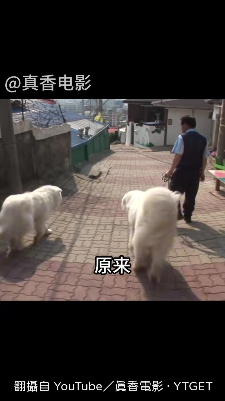 狗媽媽被朋友帶走一個月