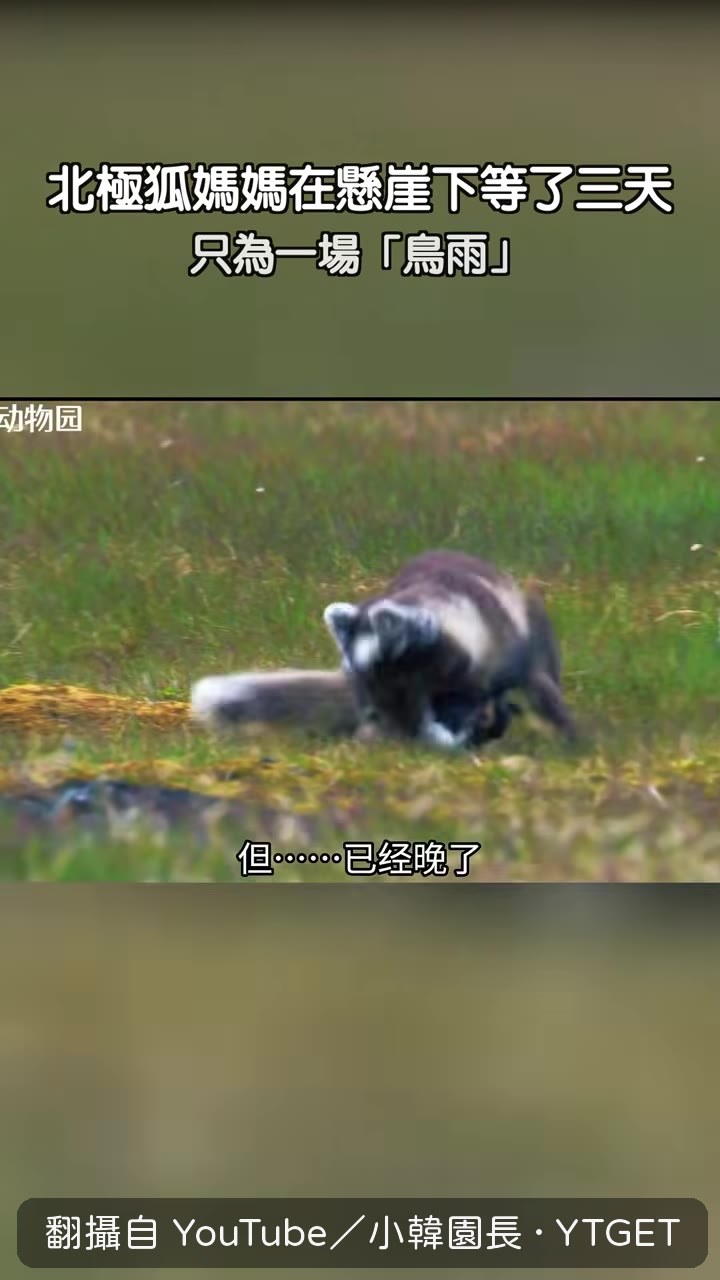北極狐媽媽在崖下等著鳥雨