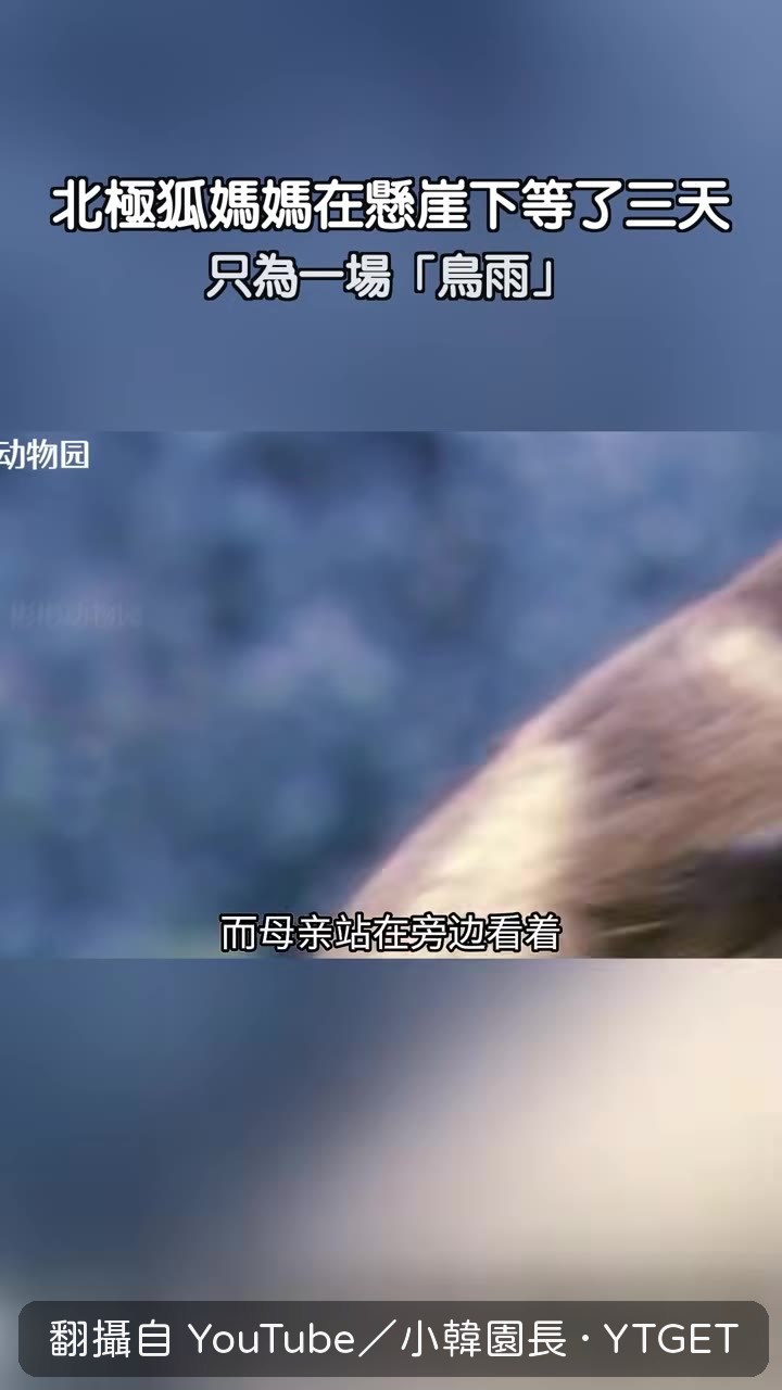 母親站在旁邊看著幼崽爭搶