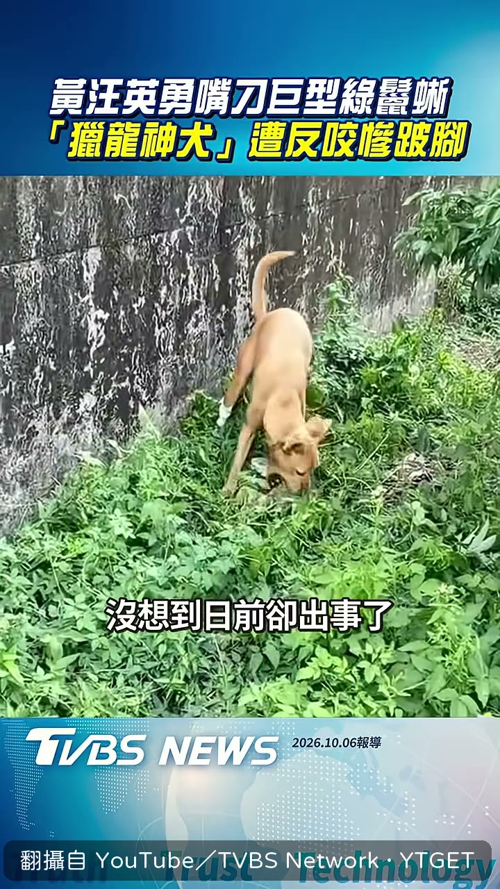 阿妹叼咬巨型綠鬣蜥遭反咬後腿