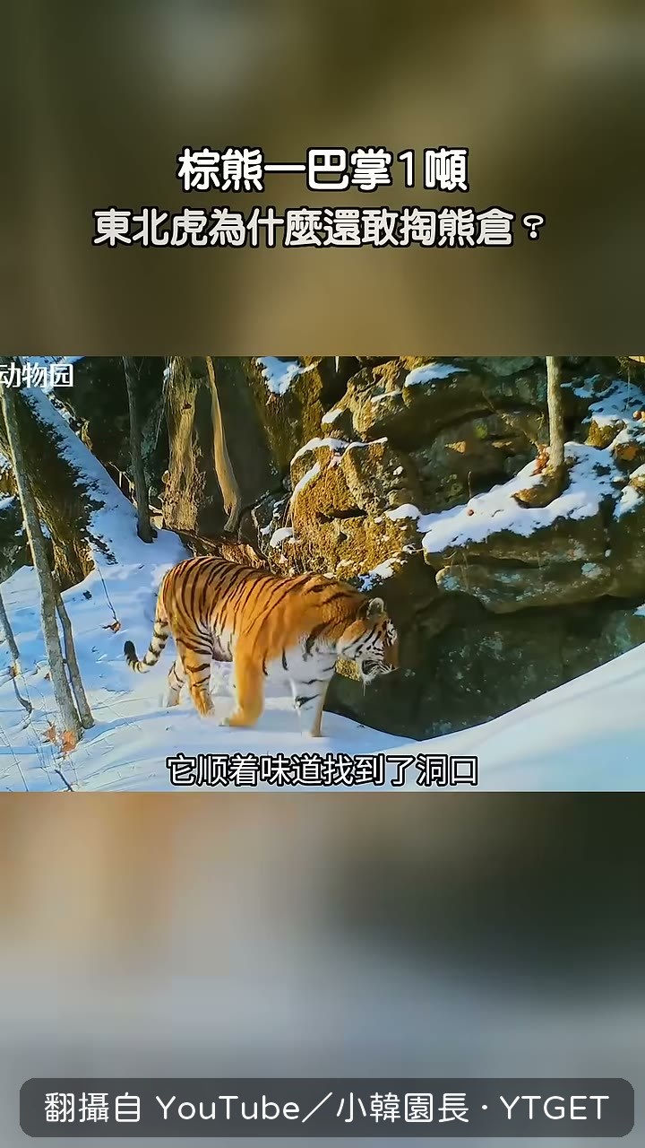東北虎找到棕熊冬眠的洞口