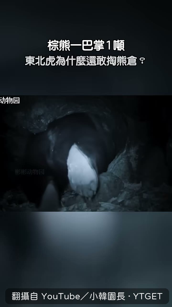 老虎把頭探進洞裡試探
