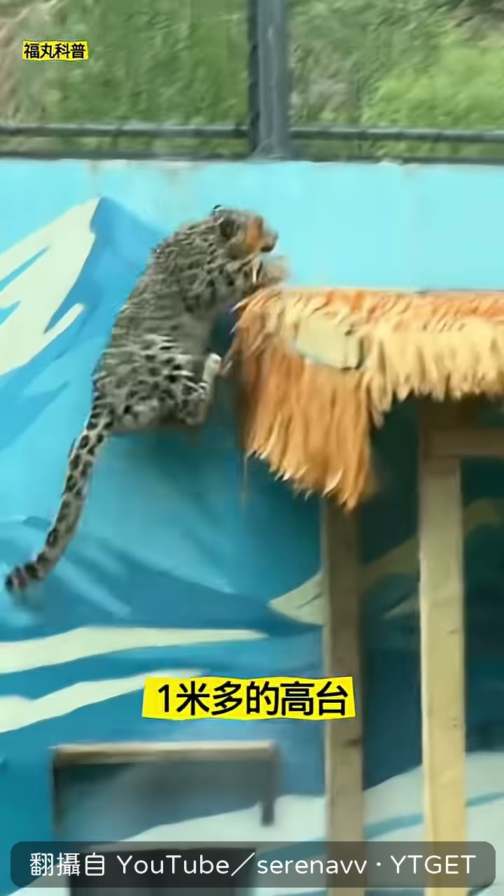 從只能眨眼到跳上一米多的高台