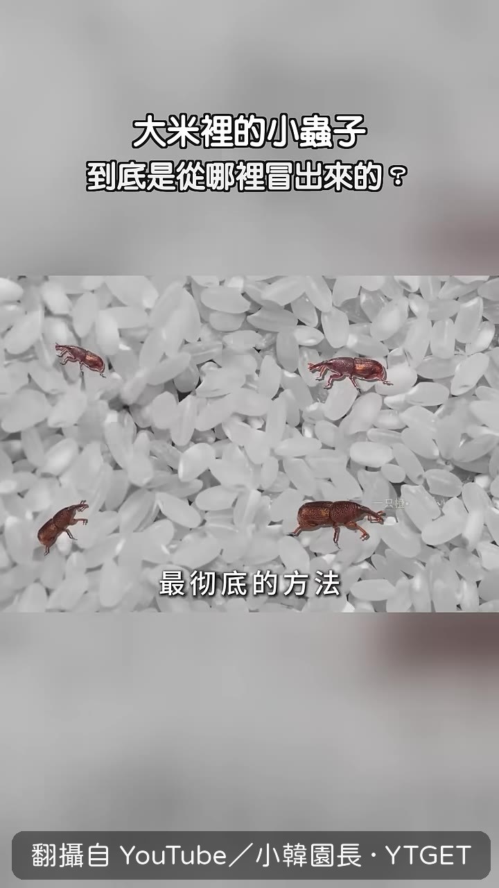 冷凍48小時才能殺死米象