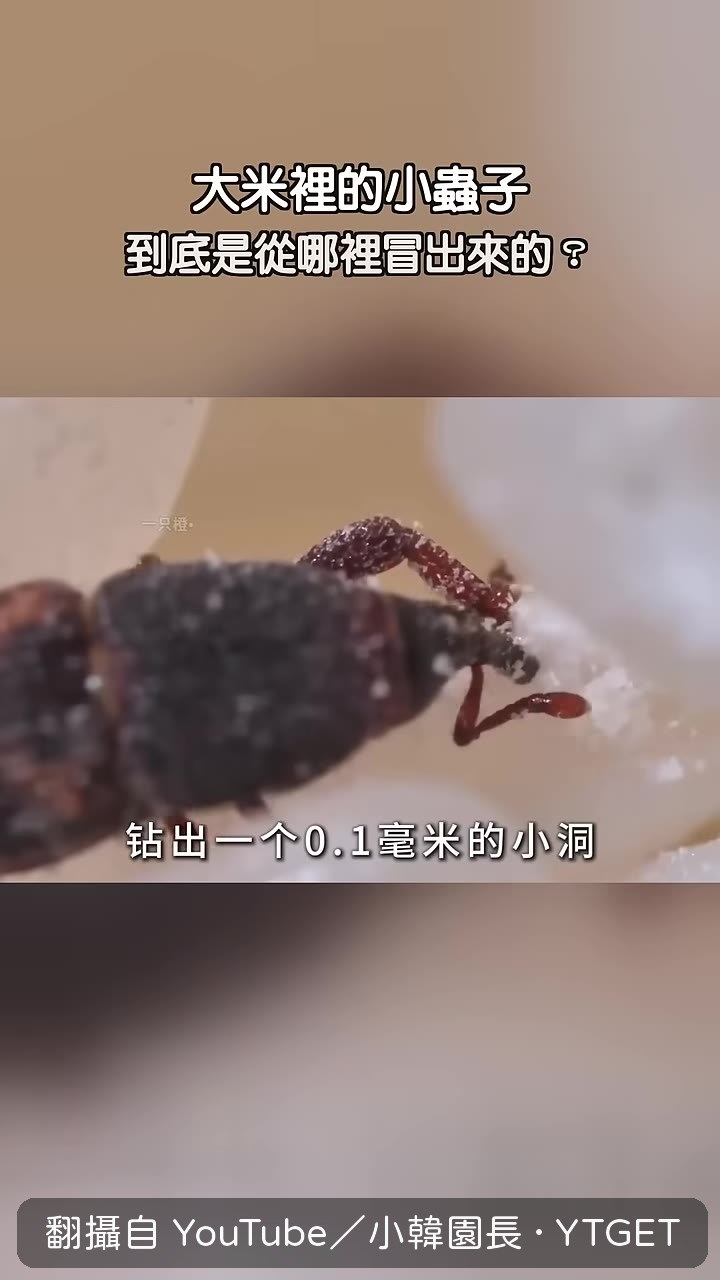 米象在米粒上鑽洞產卵