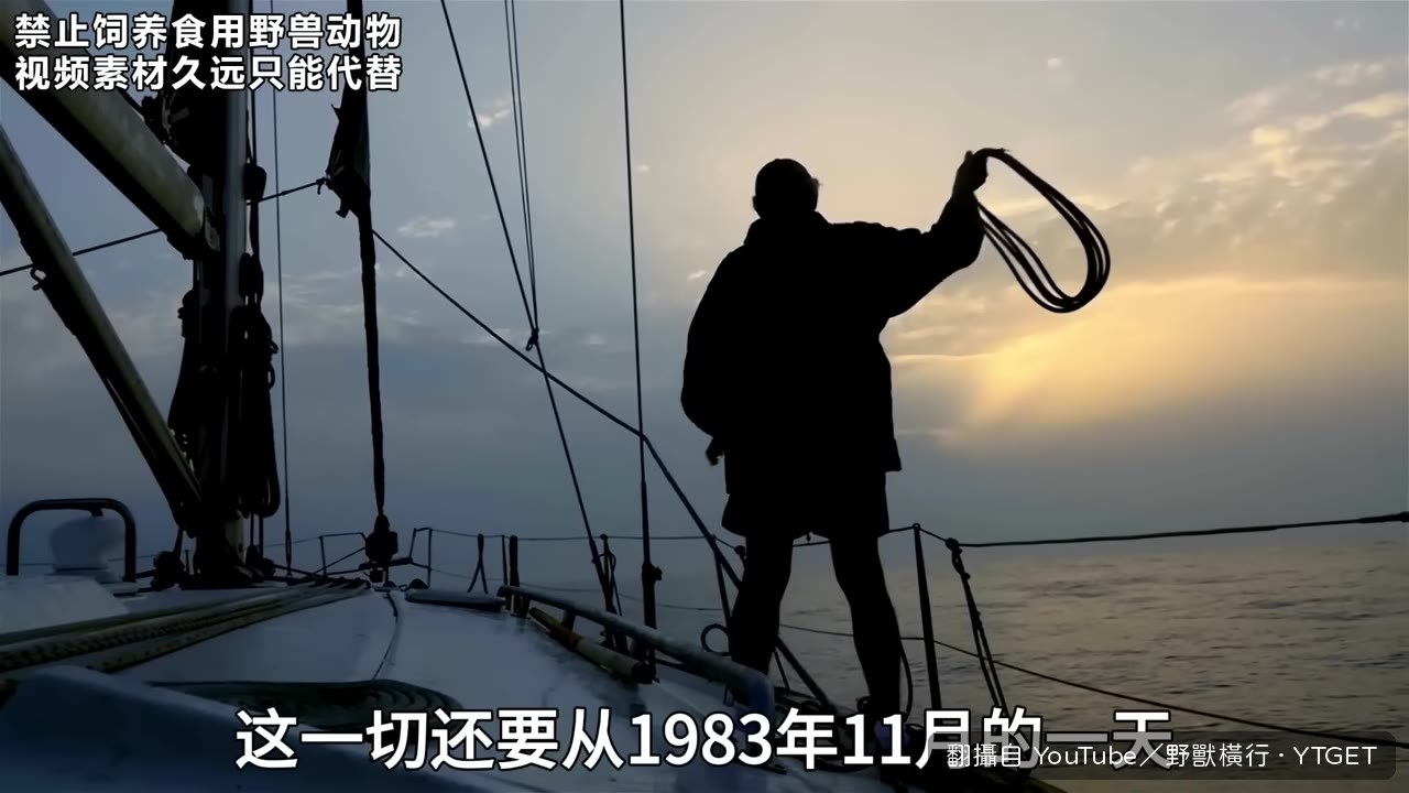 捕鯨隊在冰島海域撒網