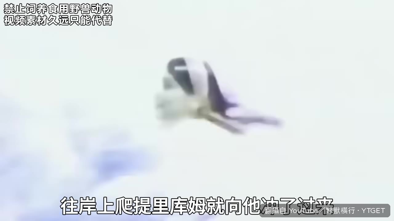 提裡庫姆咬住凱爾蒂拖拽