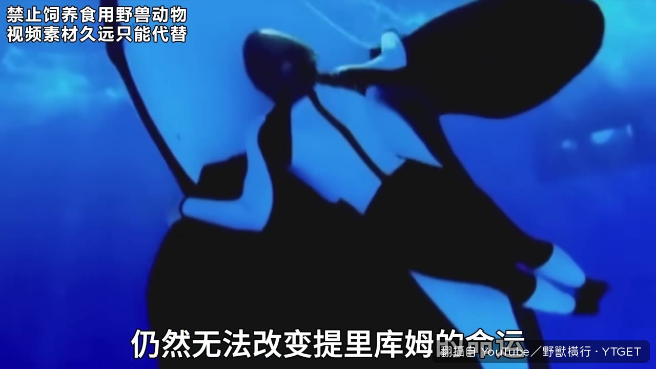 提裡庫姆在狹小圍欄裡漂浮