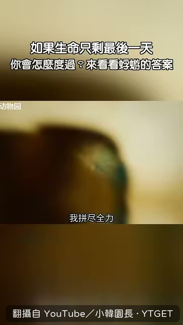 逆流飛了八公里,翅膀在發抖