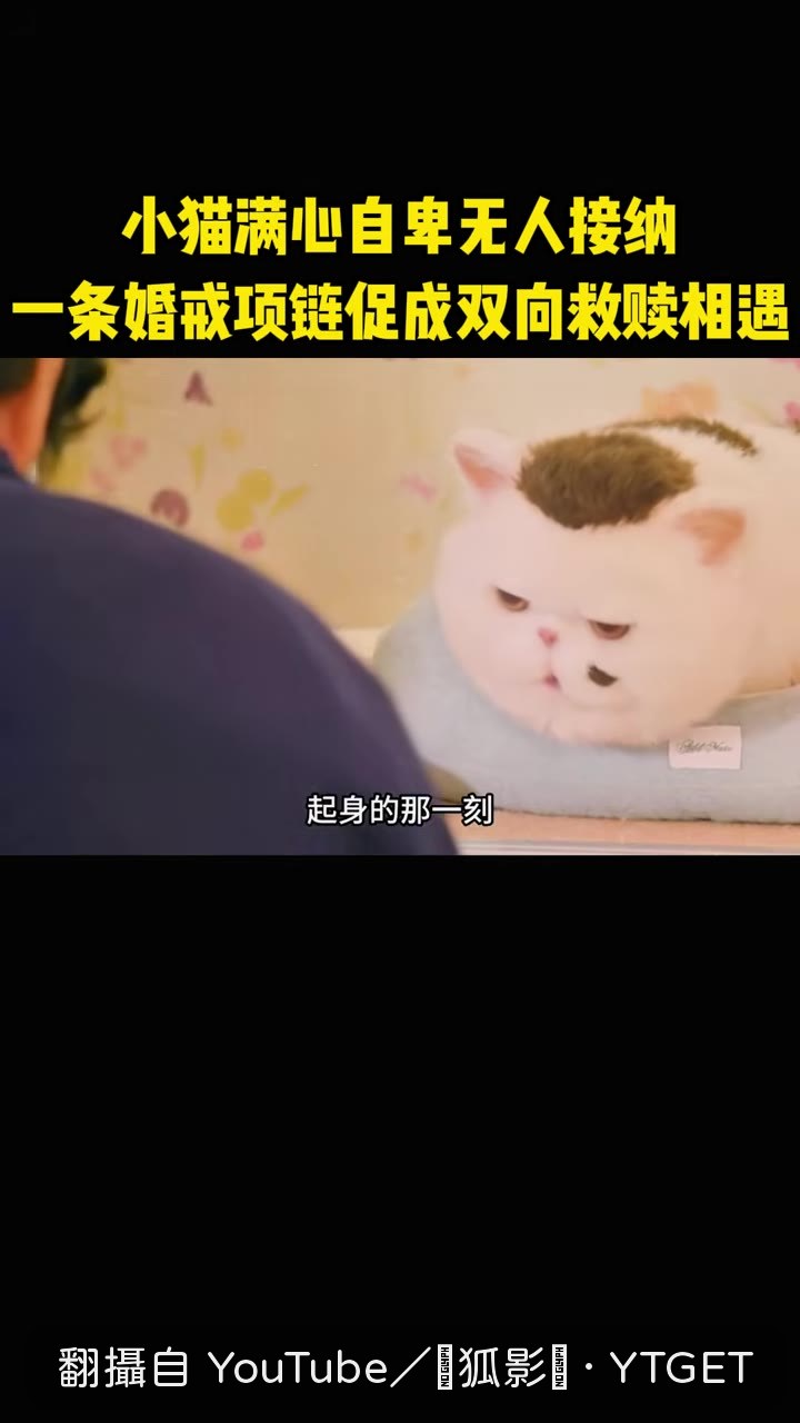 男人與小貓對視的瞬間