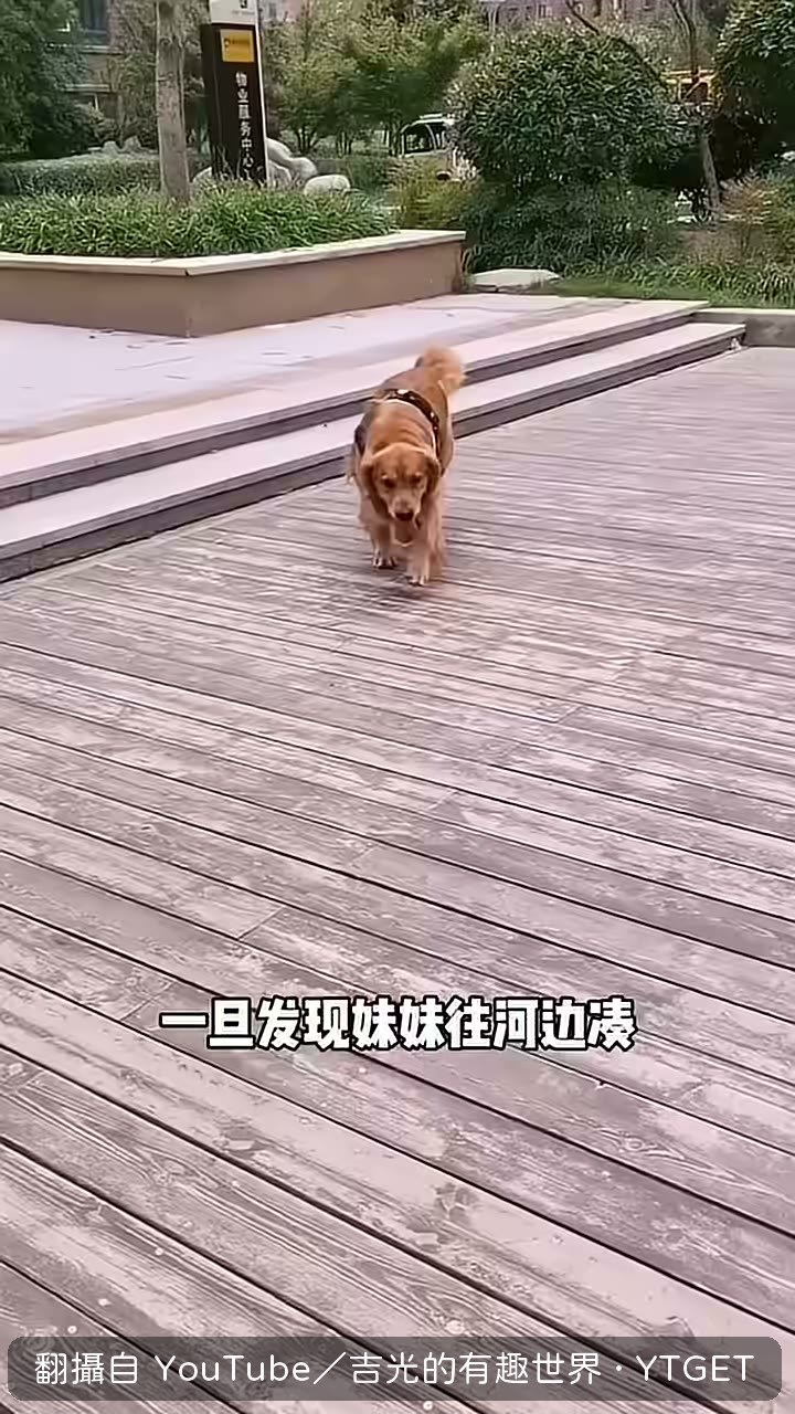 哈利咬住牽引繩把妹妹拉離河邊