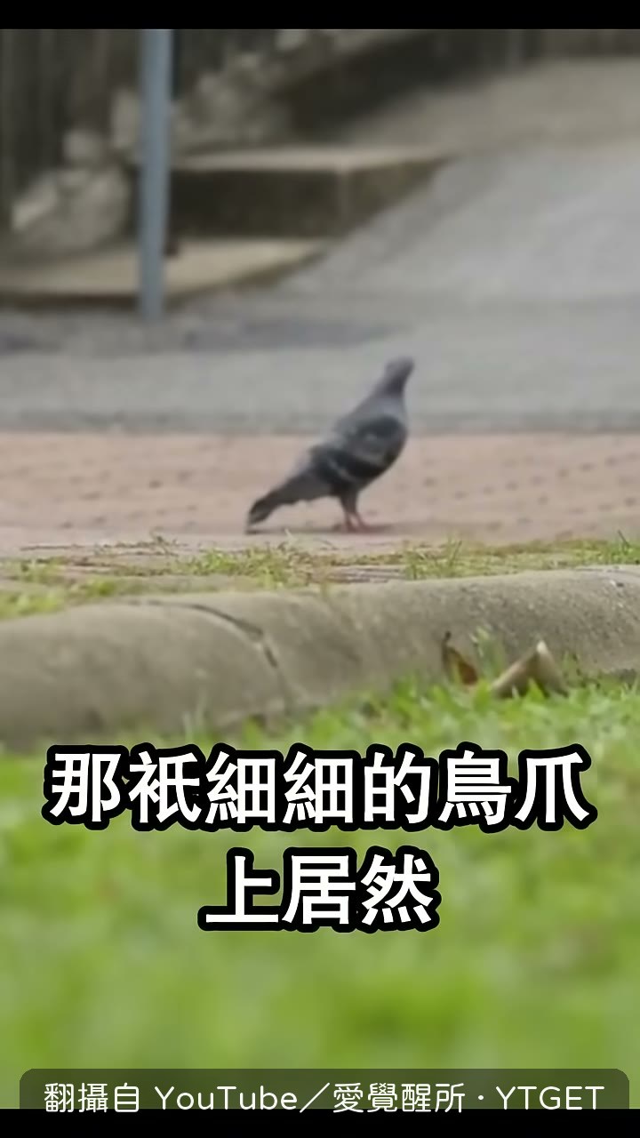 外送員回頭發現鴿子腳上有腳環