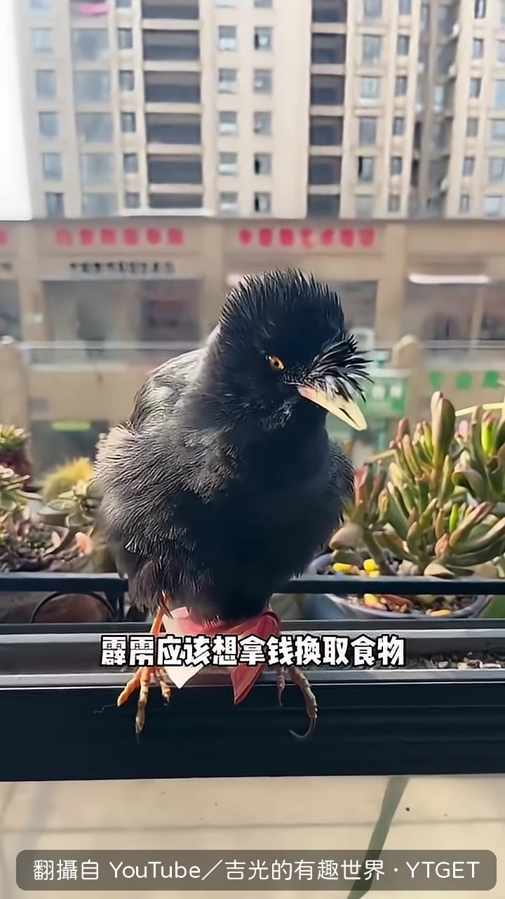 用蟲子跟霹靂換一百塊