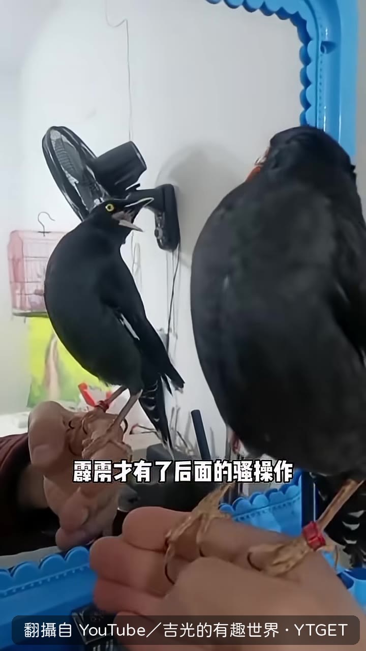 霹靂叼著一張鈔票回家