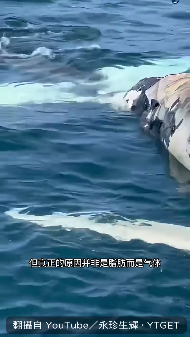 鯨魚剛死,腸道細菌開始產氣