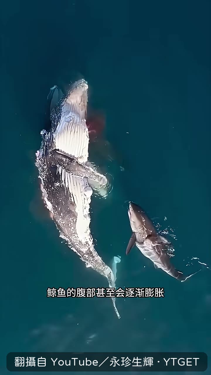 鯊魚海鳥循氣味趕來啃食