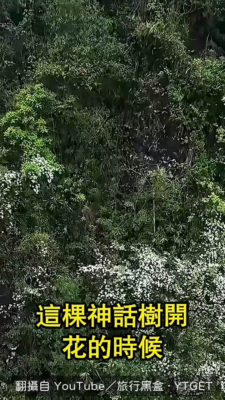 鐘萼木開花像鐘乳石垂墜