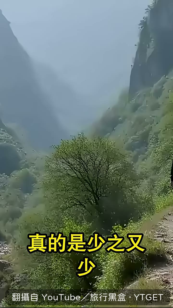 研究人員翻山越嶺找鐘萼木
