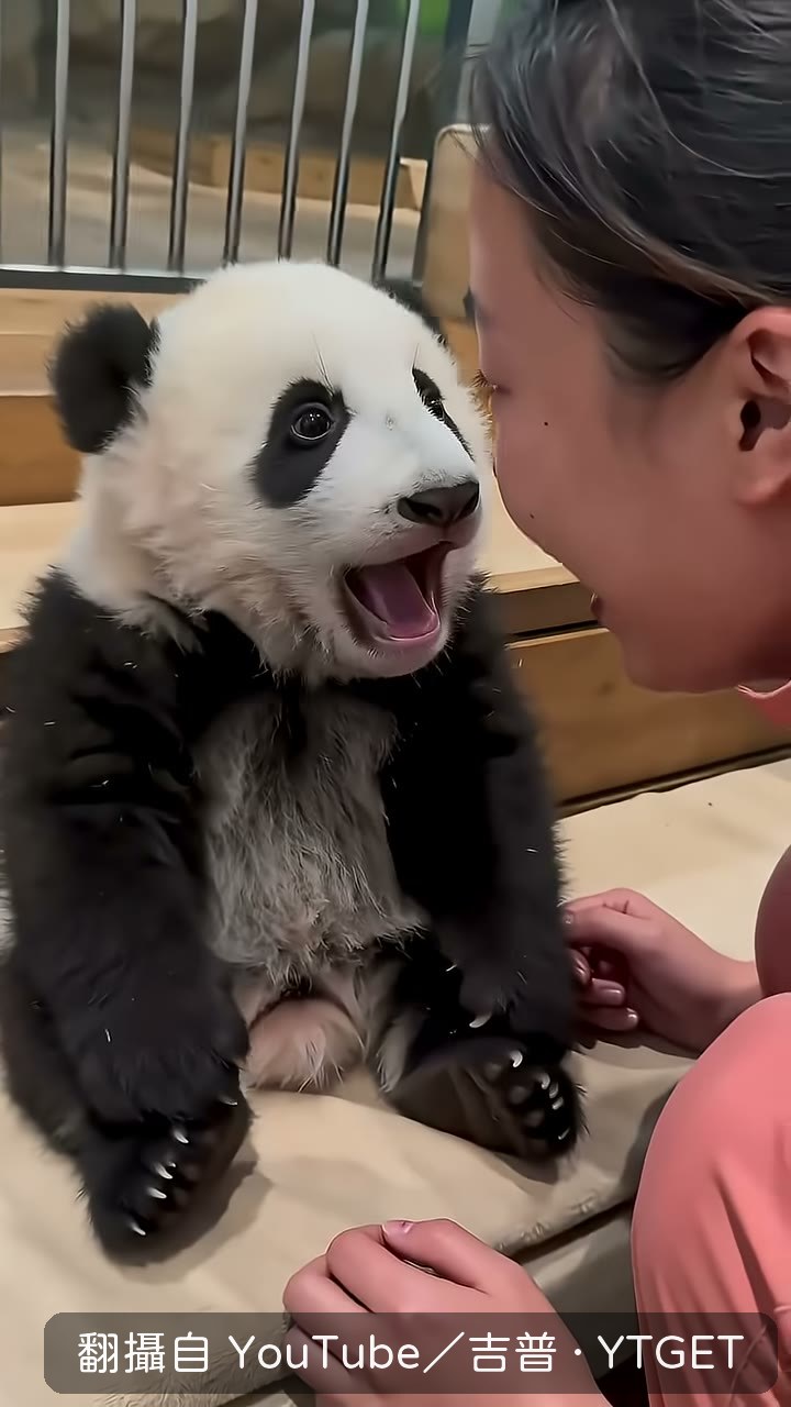 熊貓寶寶第一回開口喊媽媽